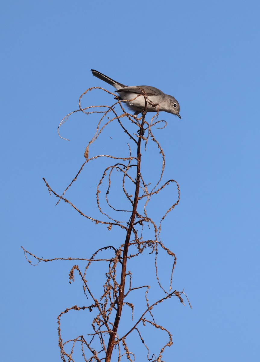 Blue-gray Gnatcatcher - ML645478110