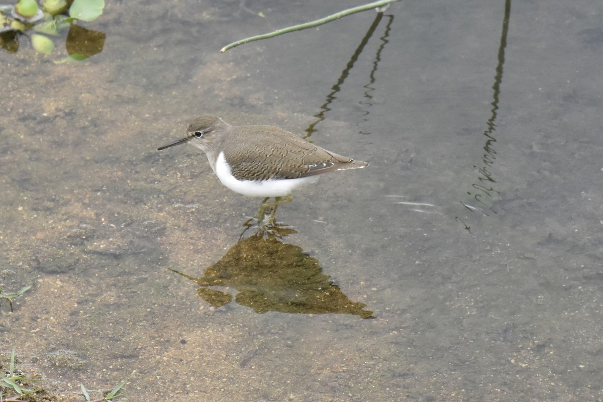 Kuliska txikia - ML645478111