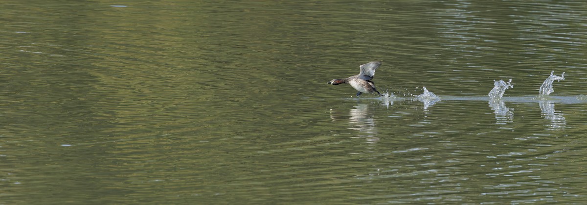 Txilinporta australasiarra - ML645478112