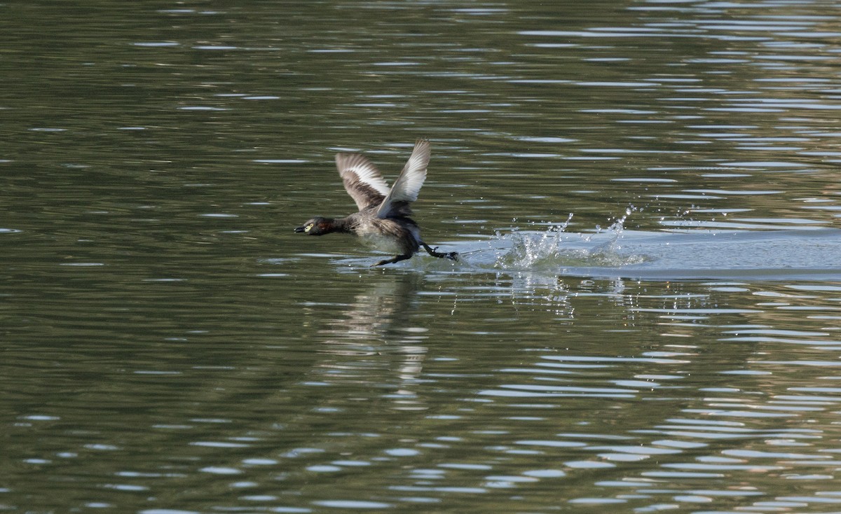 Txilinporta australasiarra - ML645478113