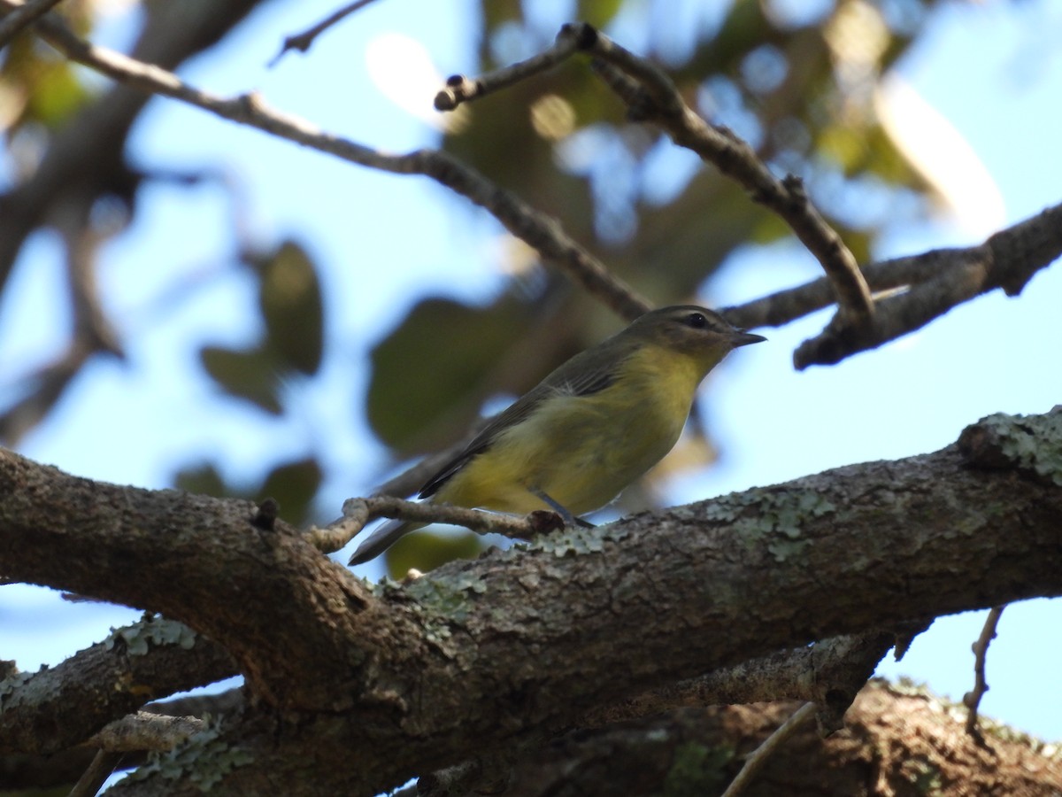 Bireo filadelfiarra - ML645478114