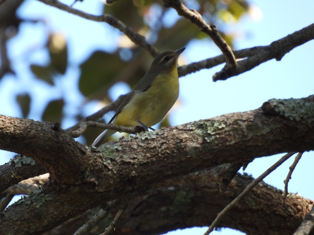 Bireo filadelfiarra - ML645478115