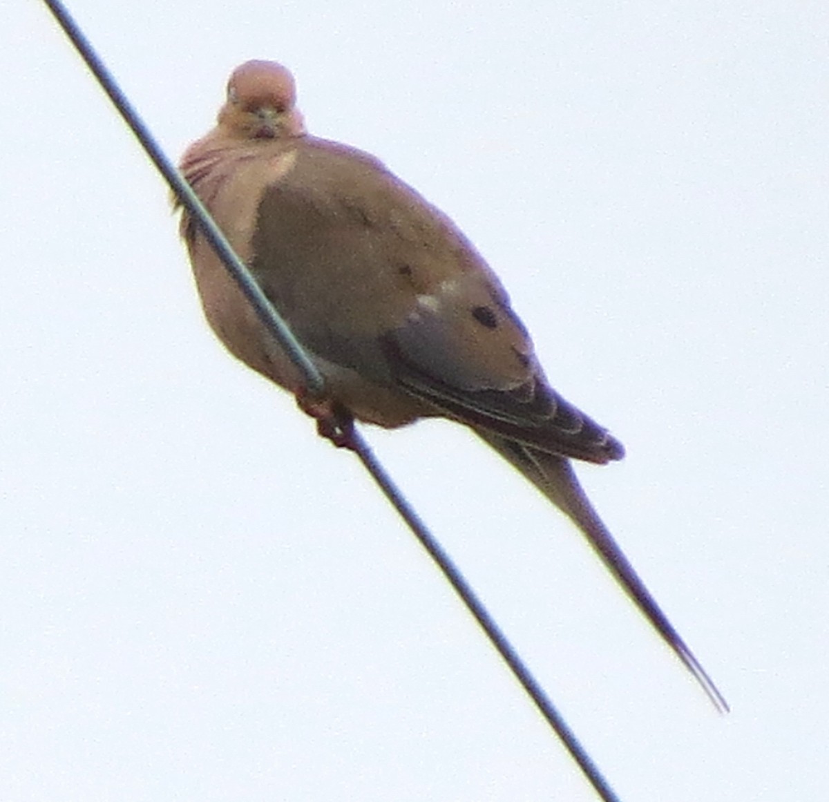 Zenaida arrunta - ML645478116