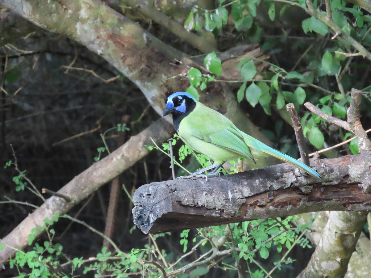 Geai vert - ML645478117