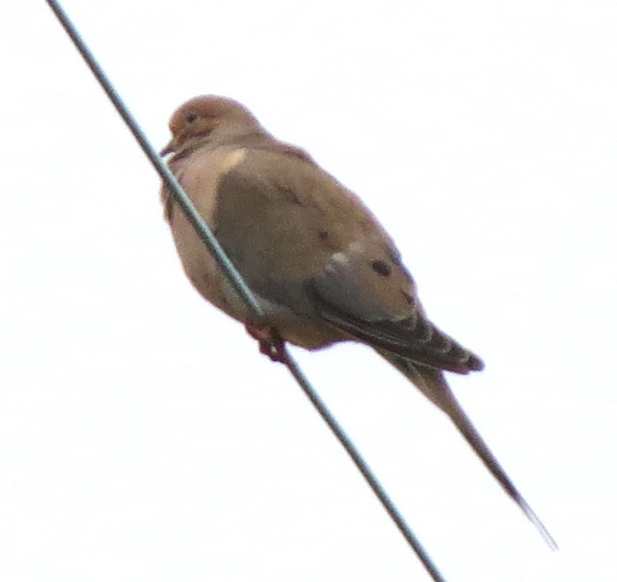 Zenaida arrunta - ML645478118