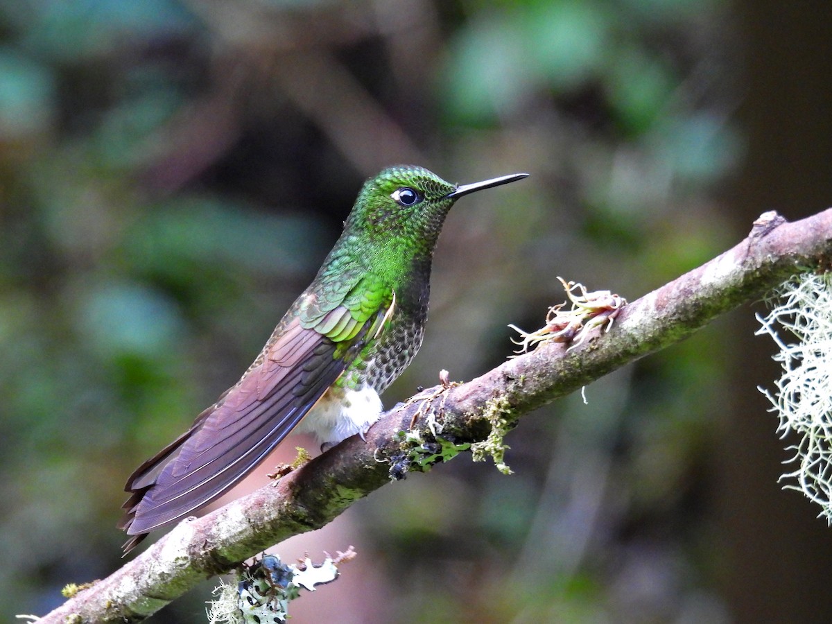 Buff-tailed Coronet - ML645478119