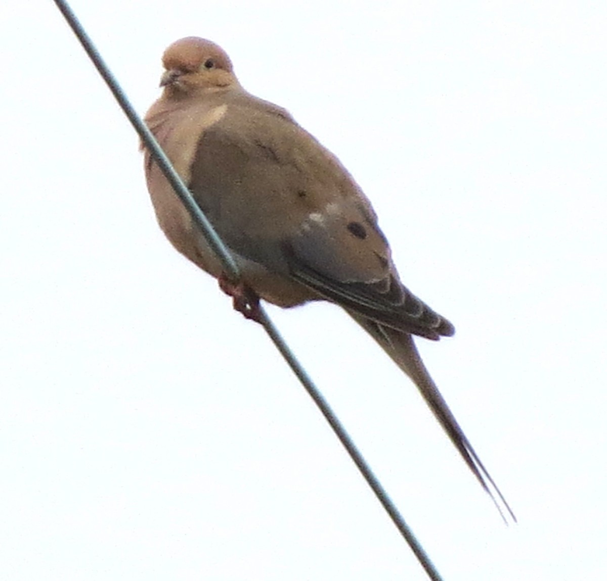 Zenaida arrunta - ML645478120