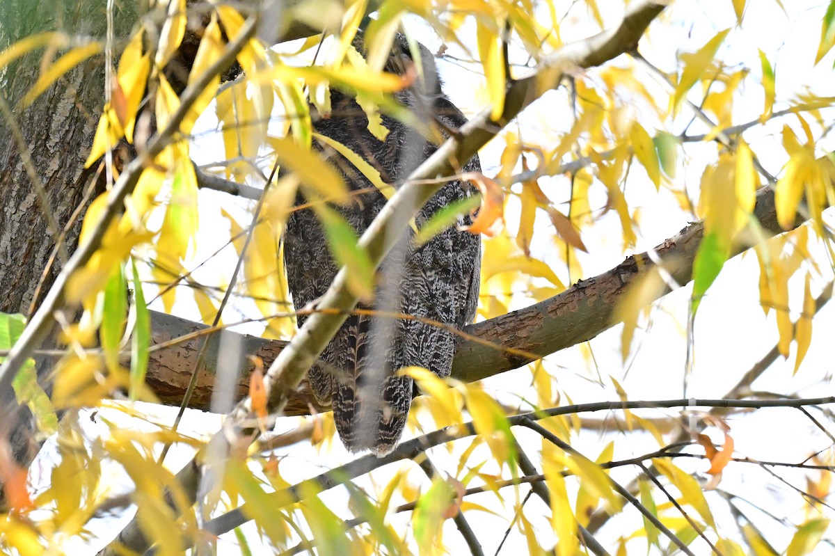 Hontz virginiarra - ML645478121