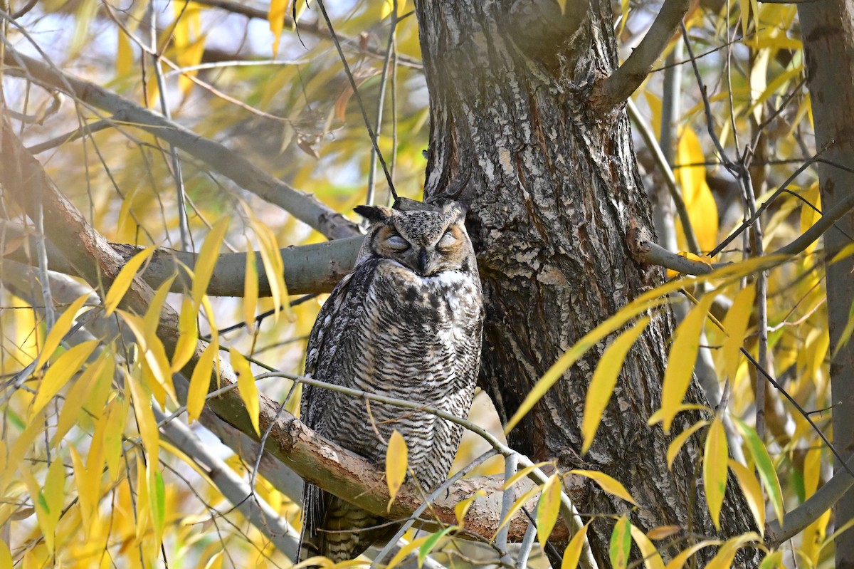 Hontz virginiarra - ML645478122