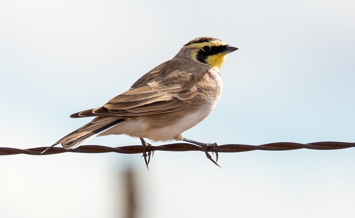 Hegatxabal adarduna - ML645478126