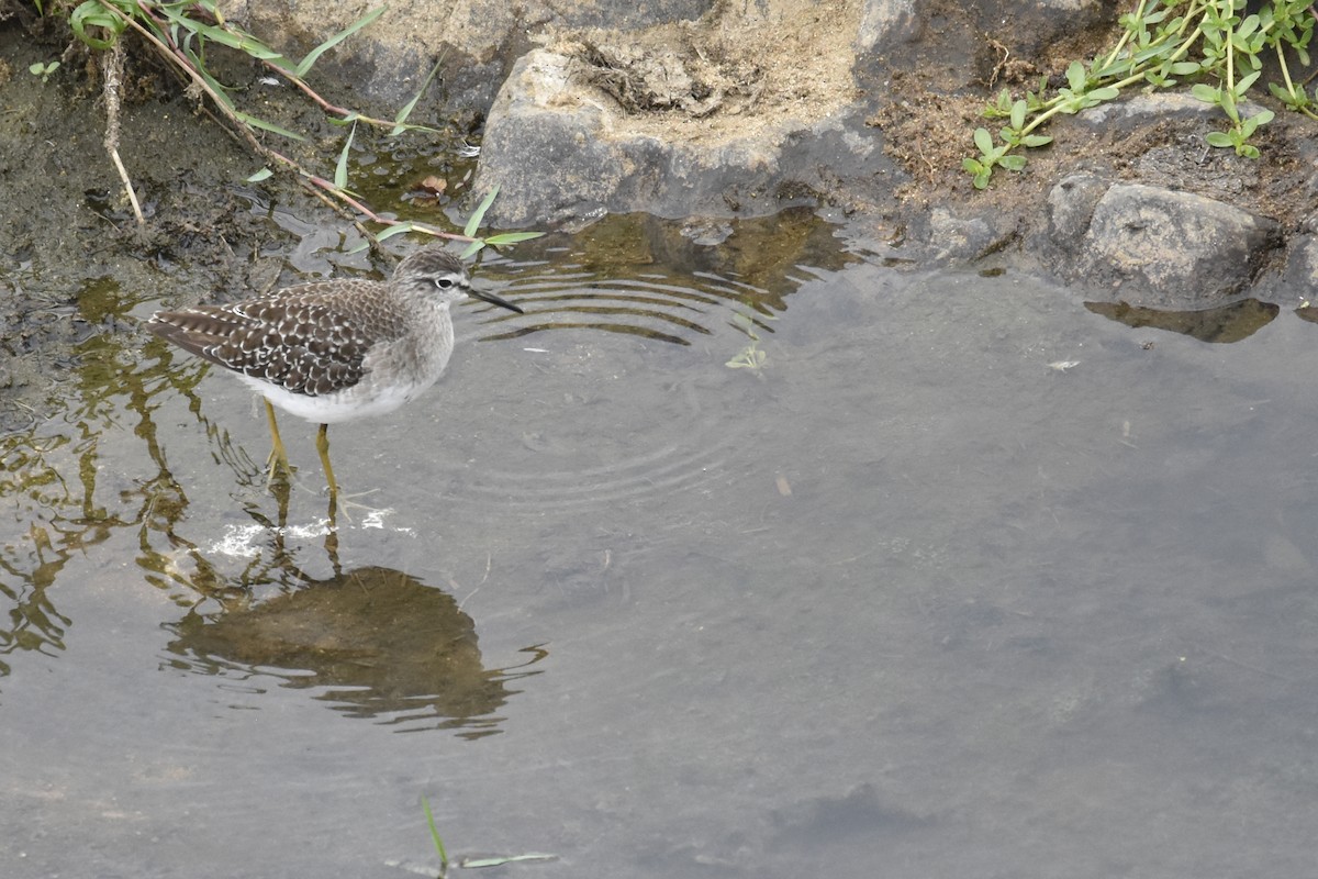 Kuliska pikarta - ML645478127