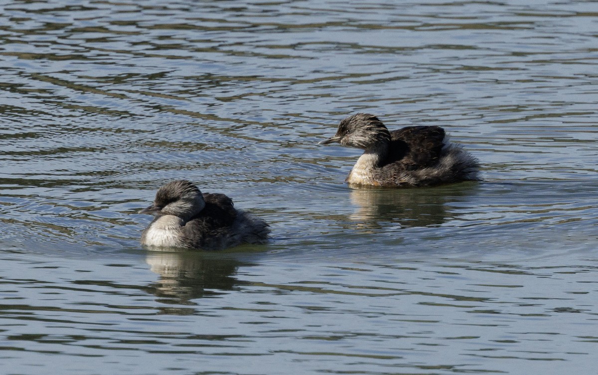 Hoary-headed Grebe - ML645478140