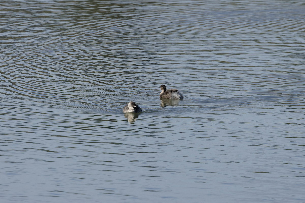 Hoary-headed Grebe - ML645478141