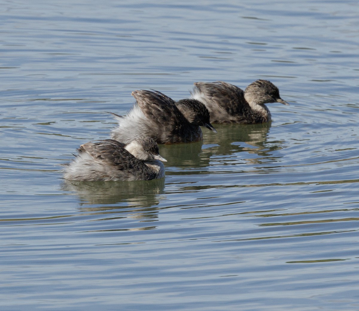 Hoary-headed Grebe - ML645478142