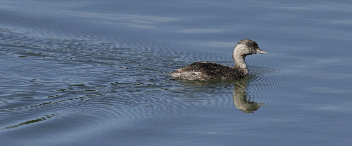 Hoary-headed Grebe - ML645478143