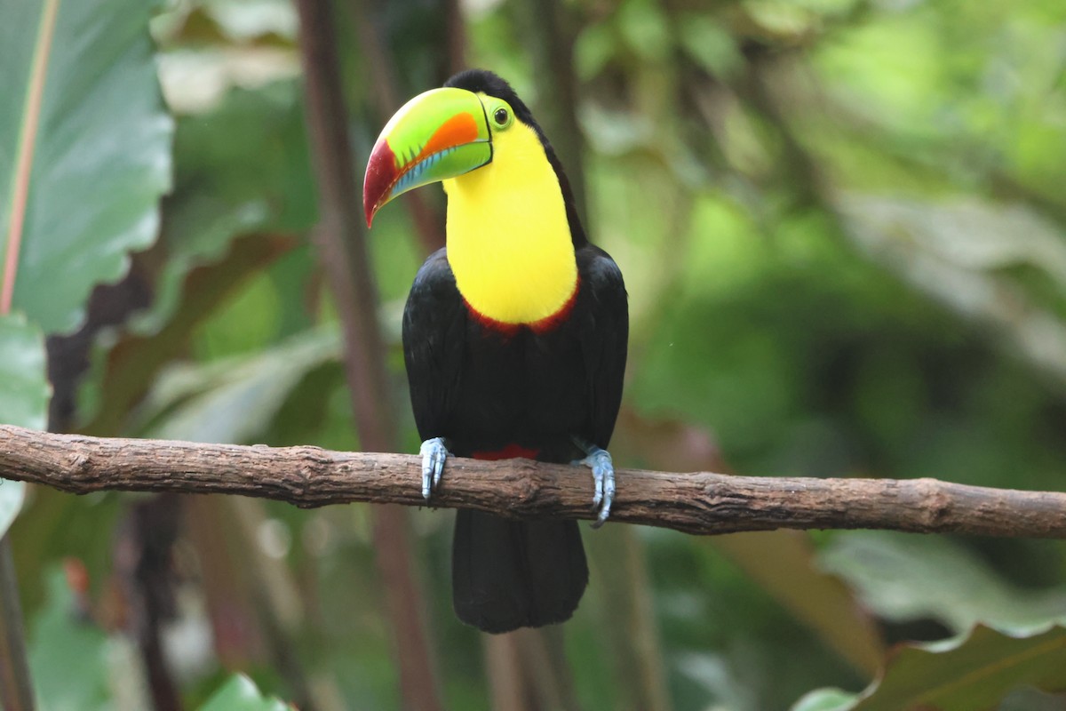 tukan středoamerický - ML645478146