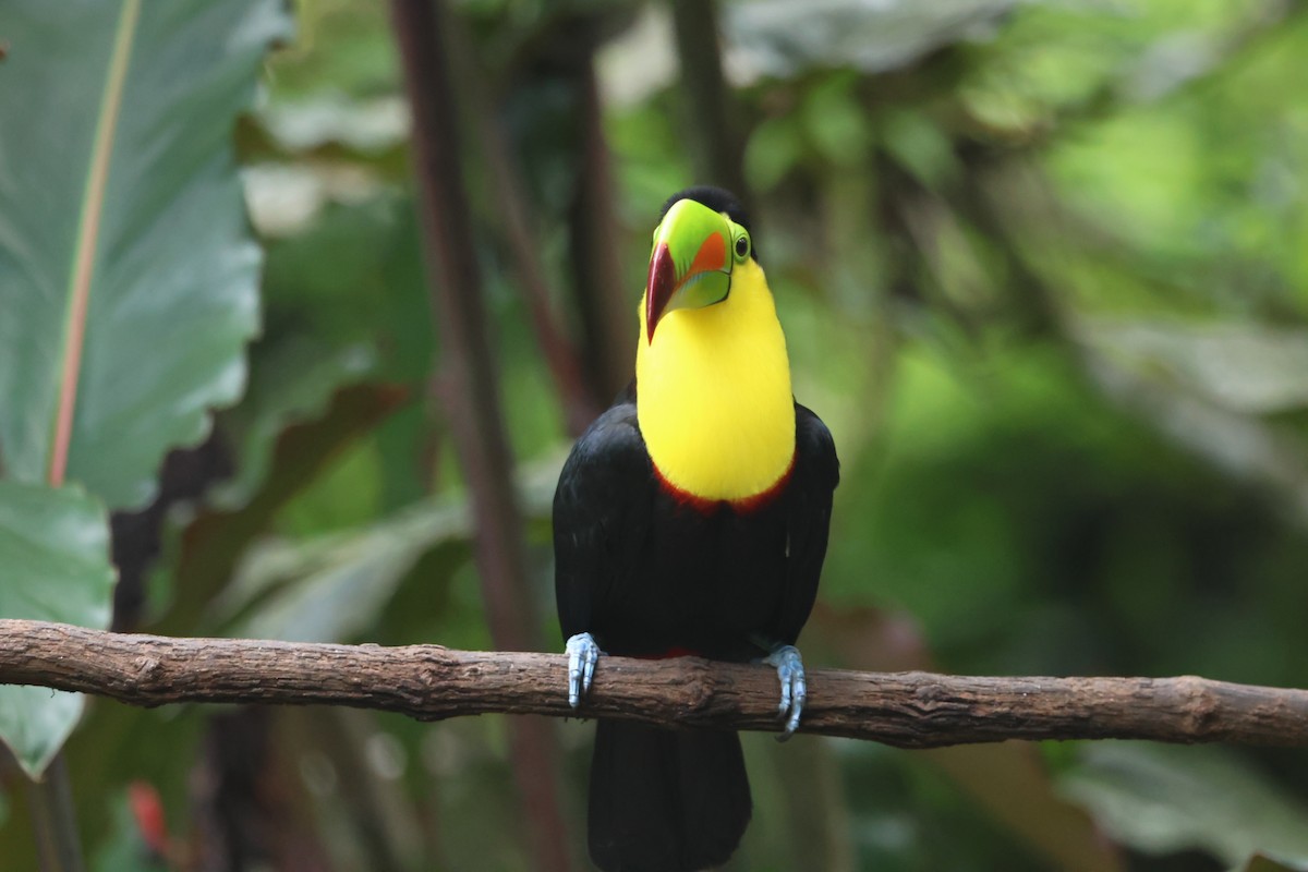 tukan středoamerický - ML645478147