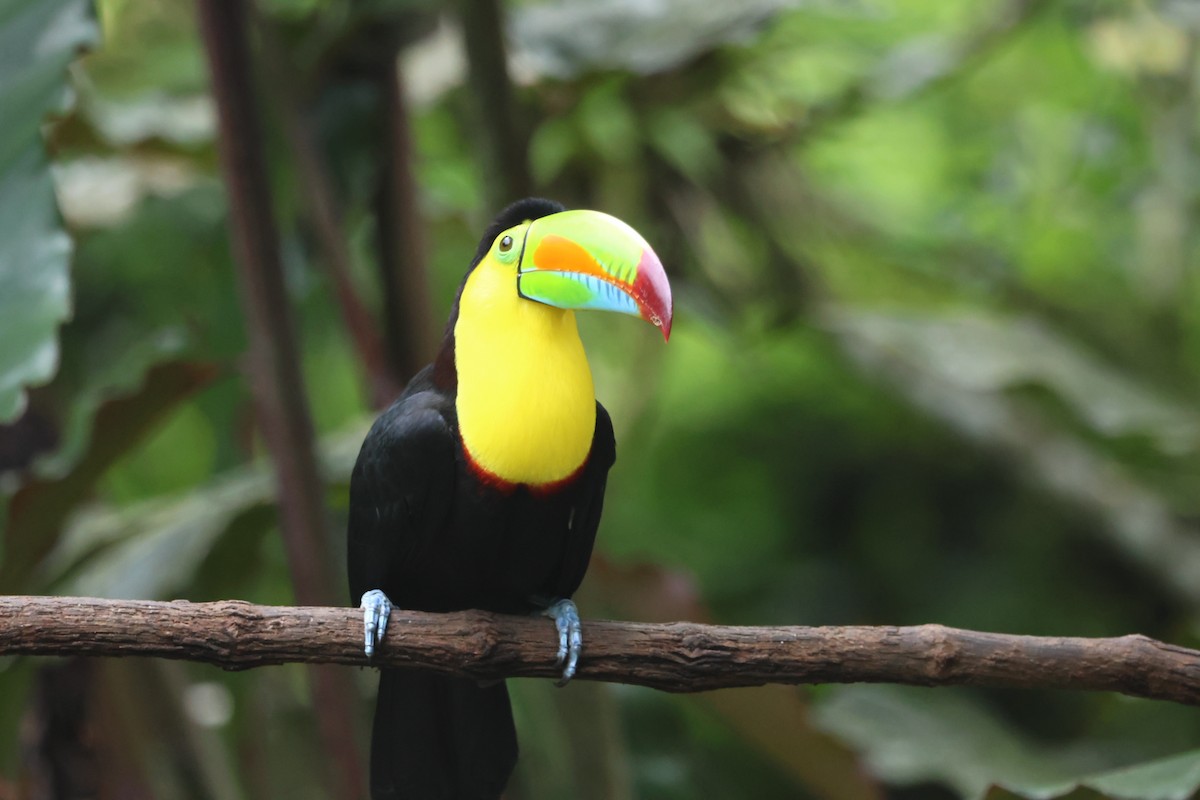 tukan středoamerický - ML645478148
