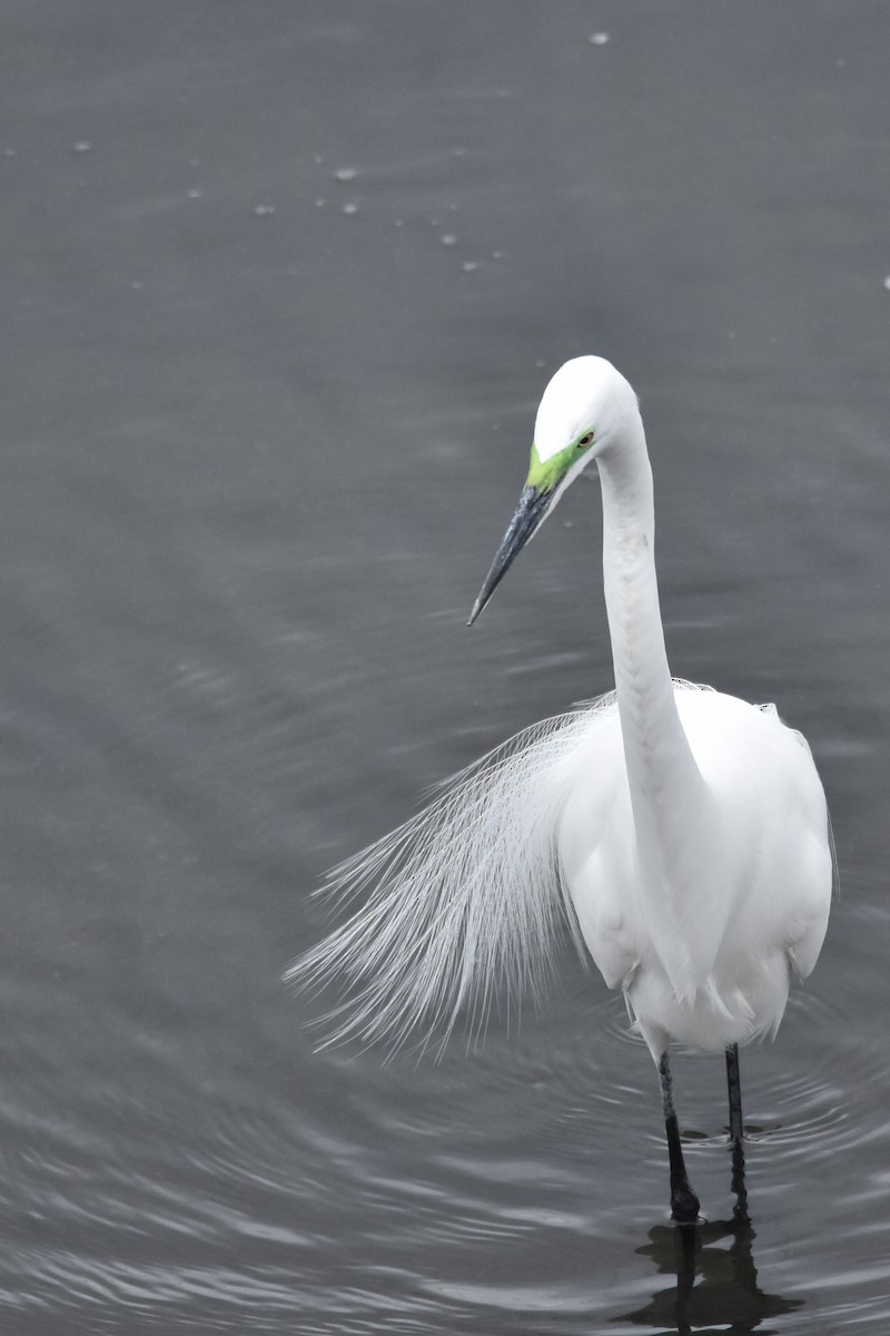 Silberreiher (melanorhynchos) - ML645478149