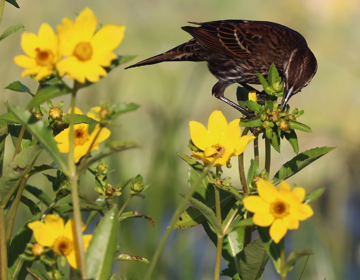 Красноплечий трупиал - ML645478157