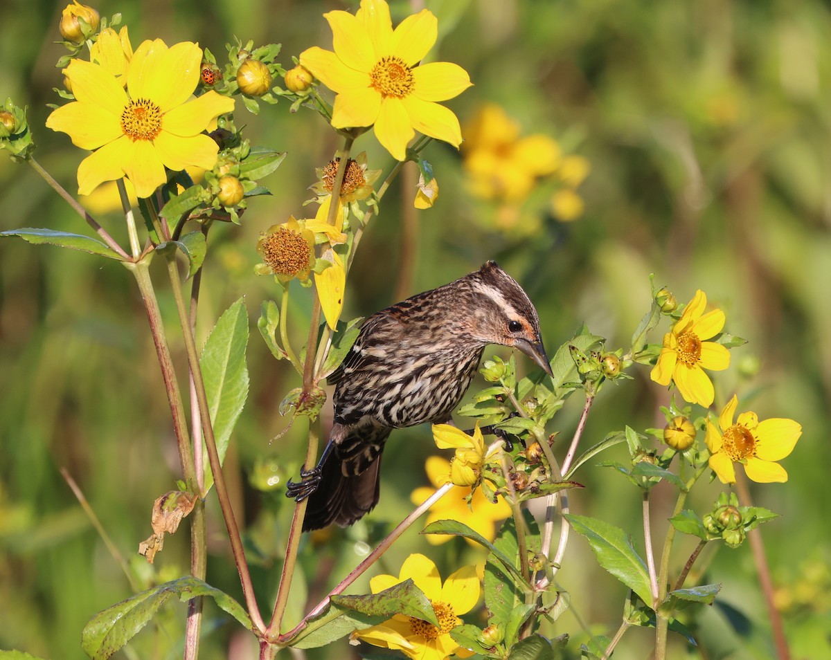 Красноплечий трупиал - ML645478158