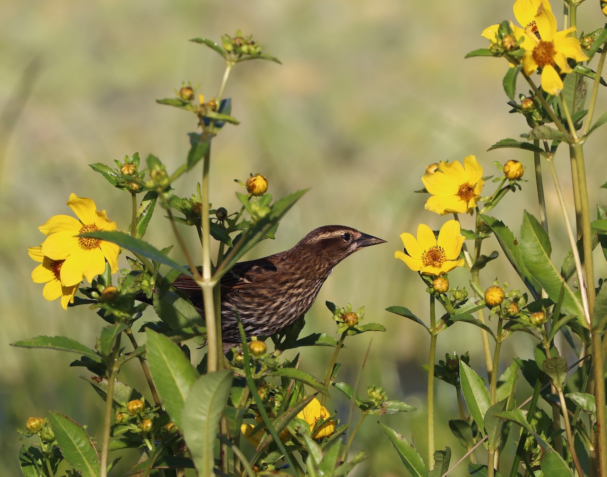 Красноплечий трупиал - ML645478159