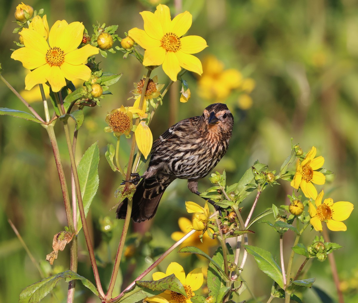 Красноплечий трупиал - ML645478160