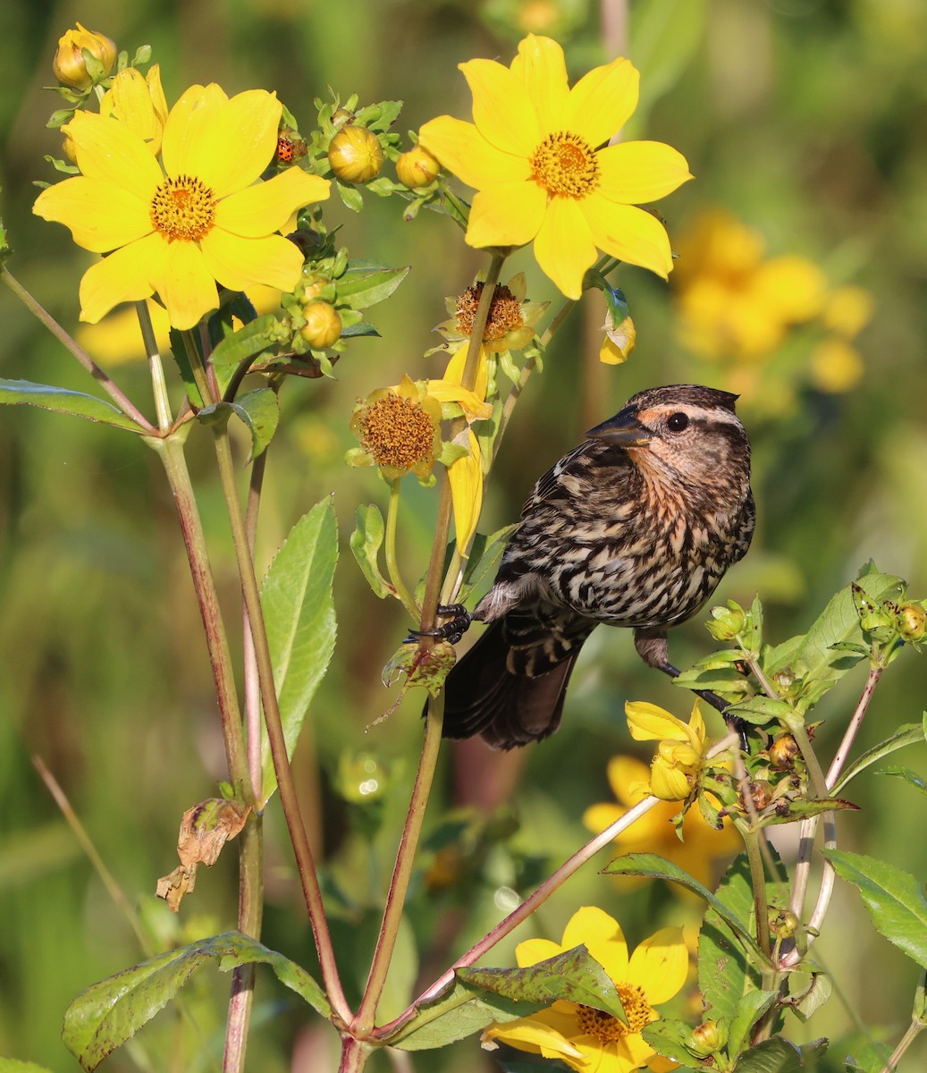 Красноплечий трупиал - ML645478161