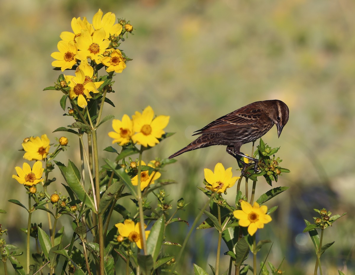 Красноплечий трупиал - ML645478162