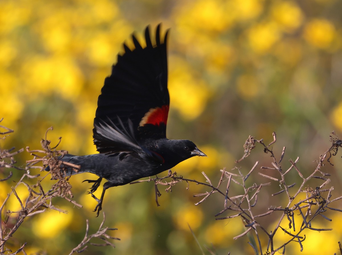 Красноплечий трупиал - ML645478163