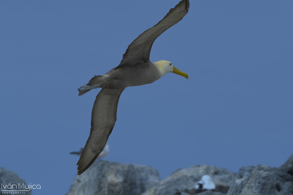 Waved Albatross - ML645478177