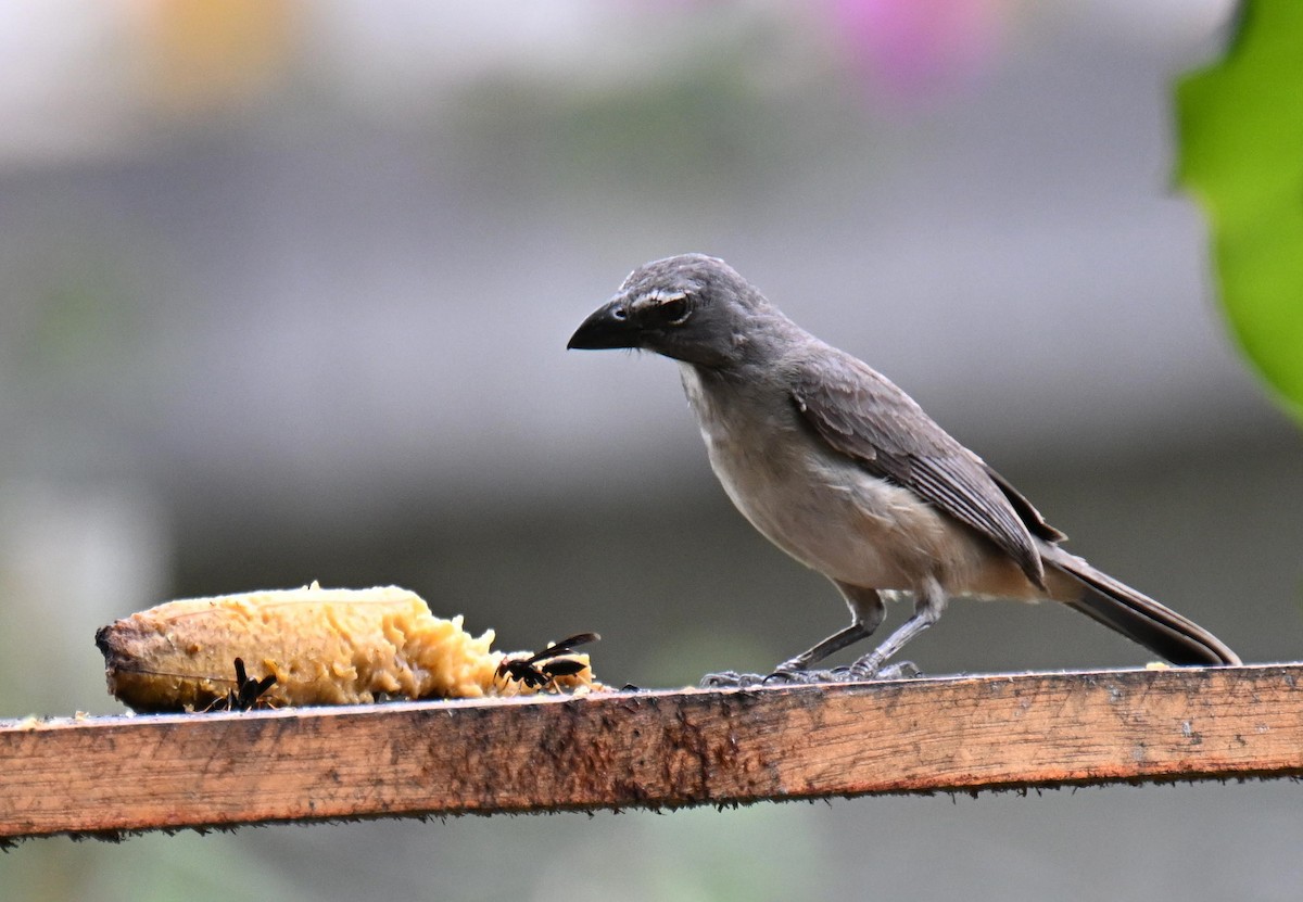 Olive-gray Saltator - ML645478183