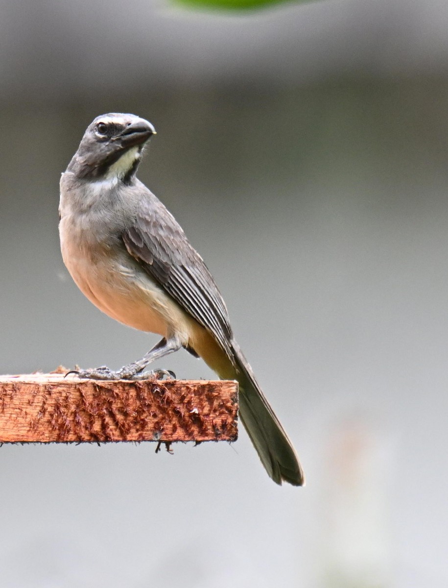 Olive-gray Saltator - ML645478184