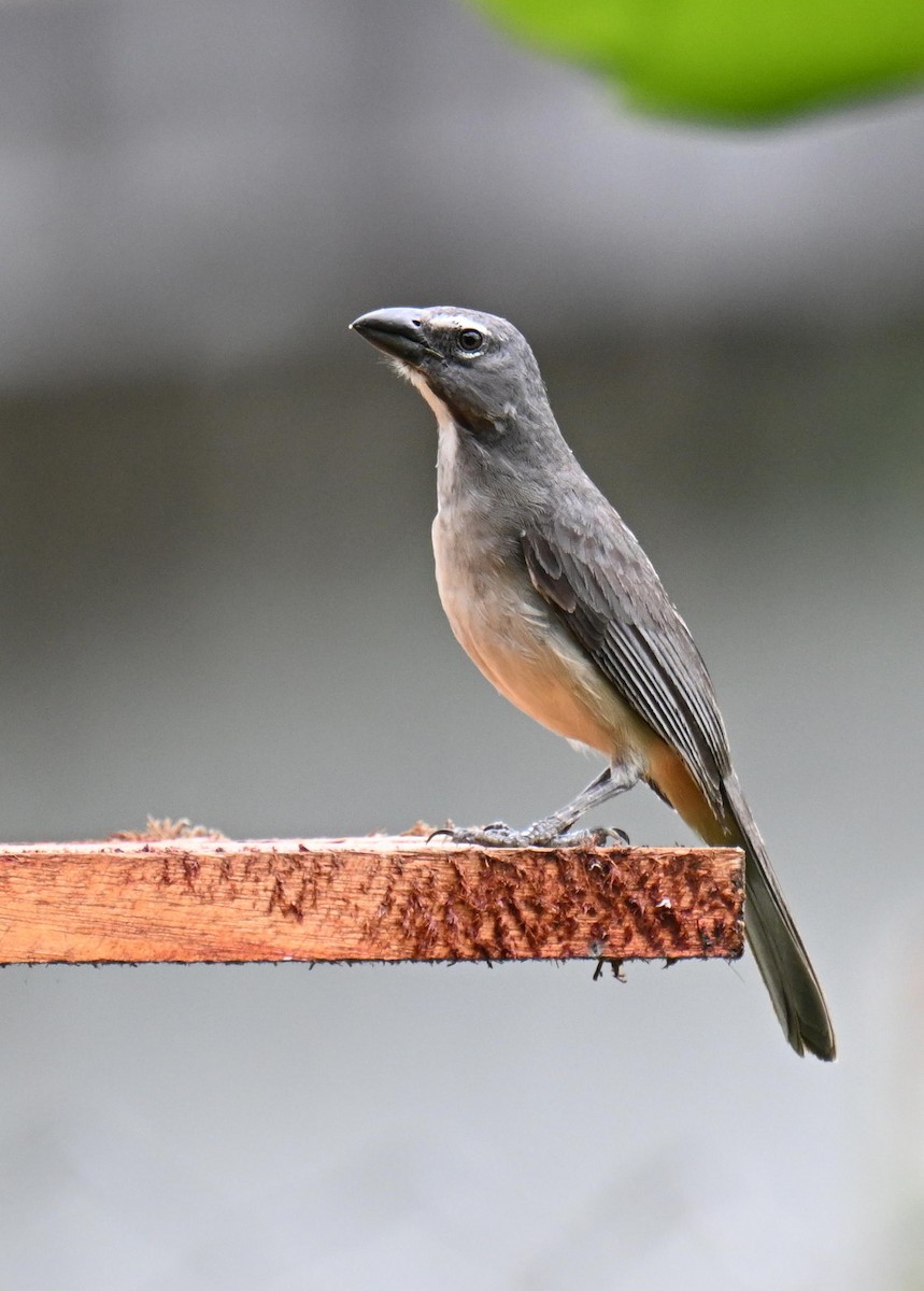 Olive-gray Saltator - ML645478185