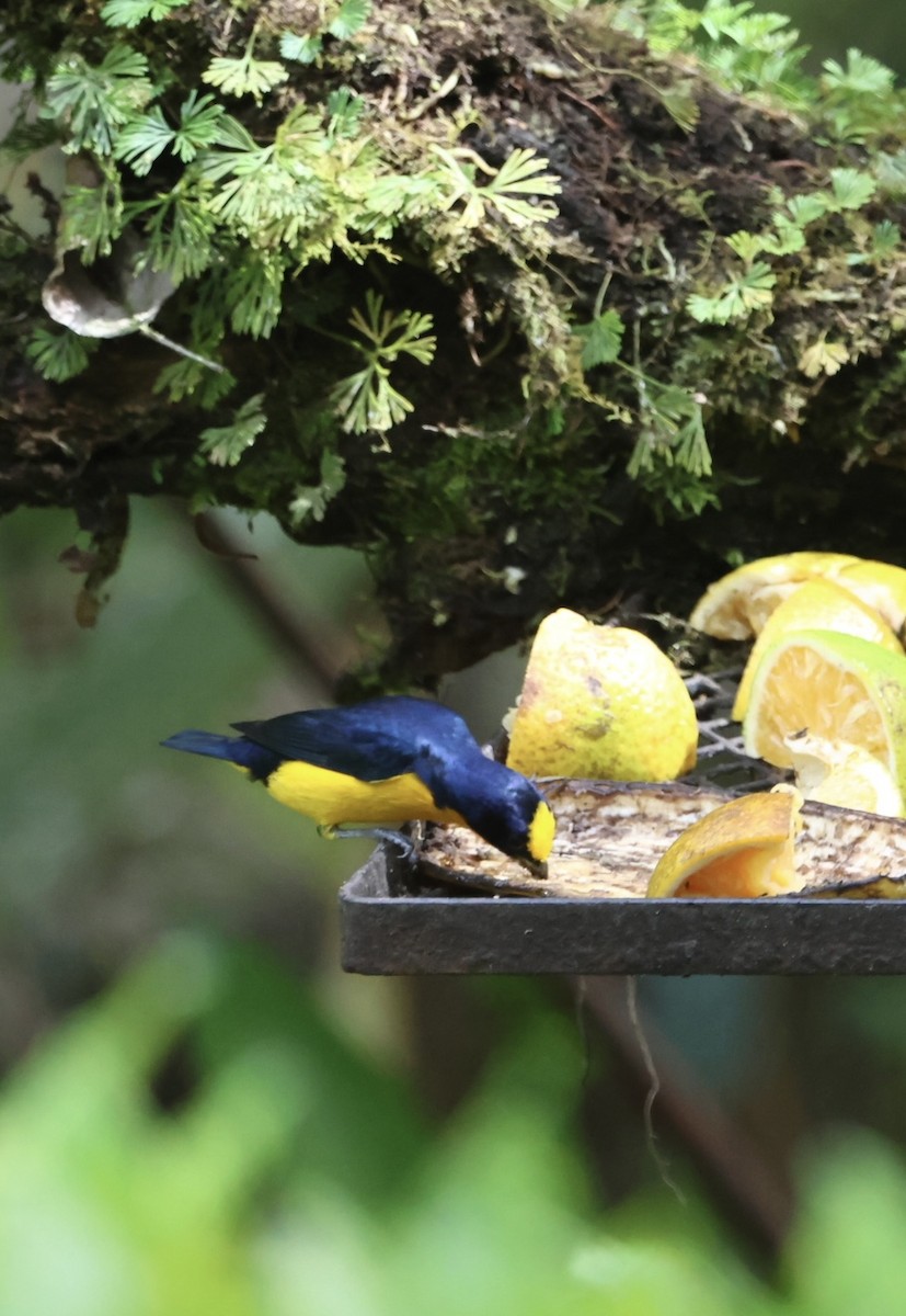 Thick-billed Euphonia - ML645478194