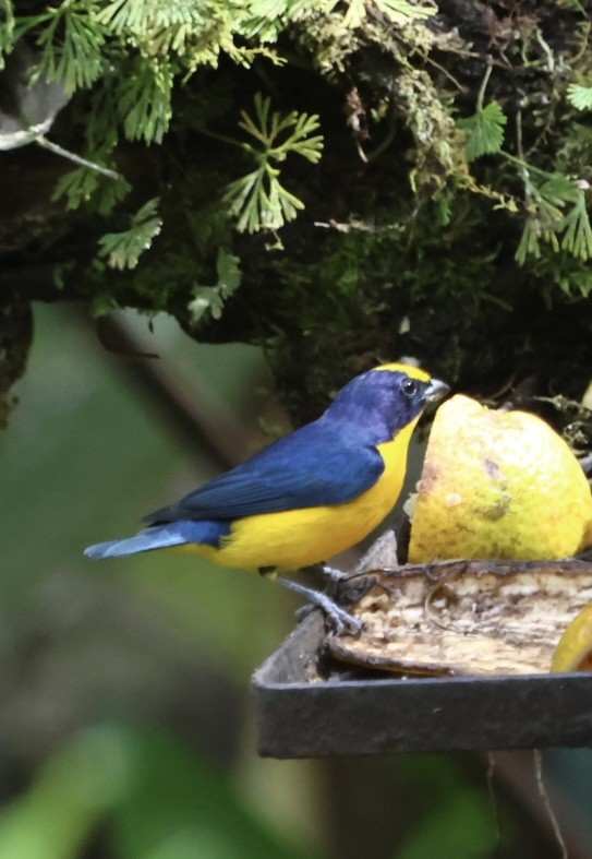 Thick-billed Euphonia - ML645478195
