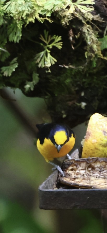 Thick-billed Euphonia - ML645478196