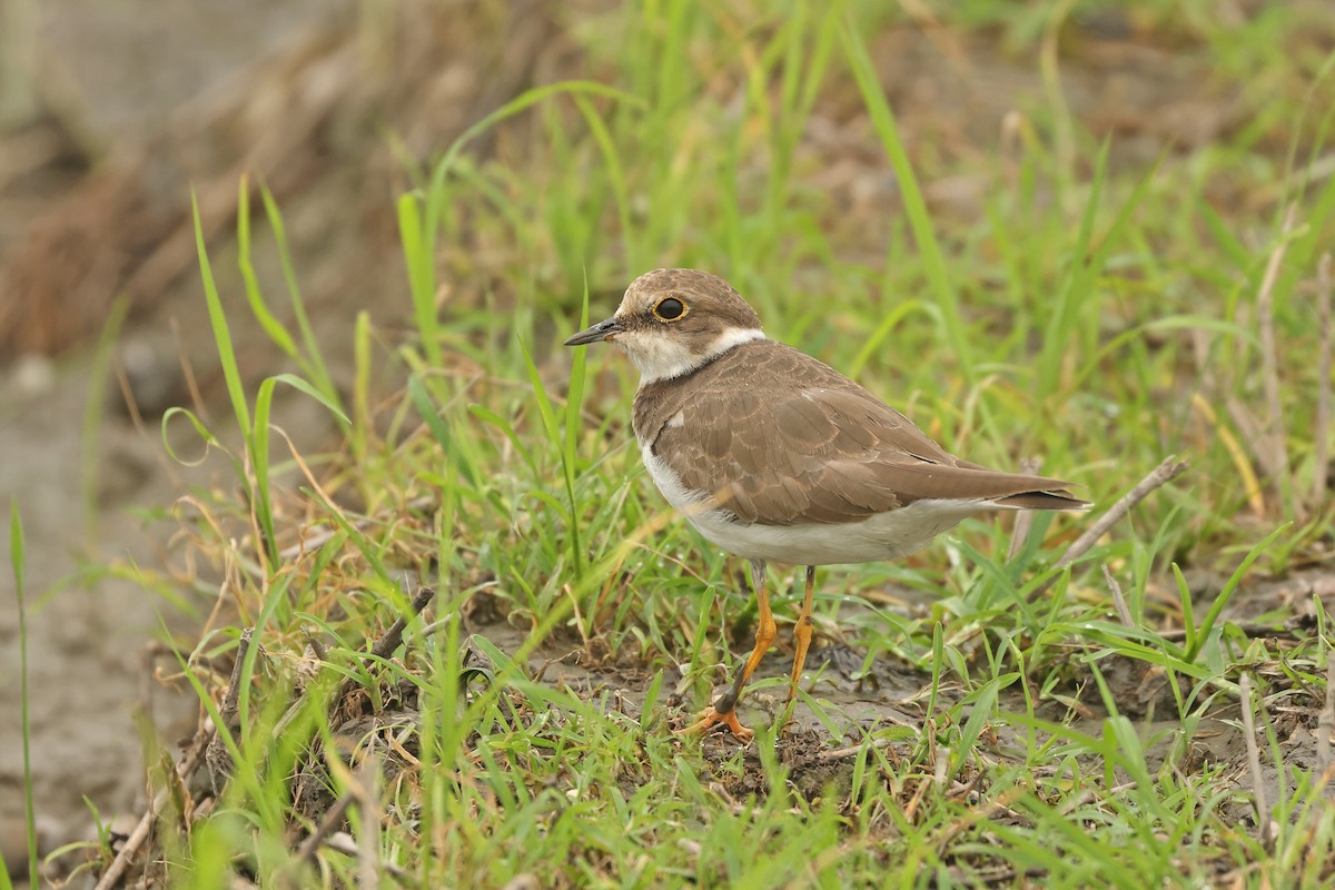 Little Ringed Plover - ML645478202