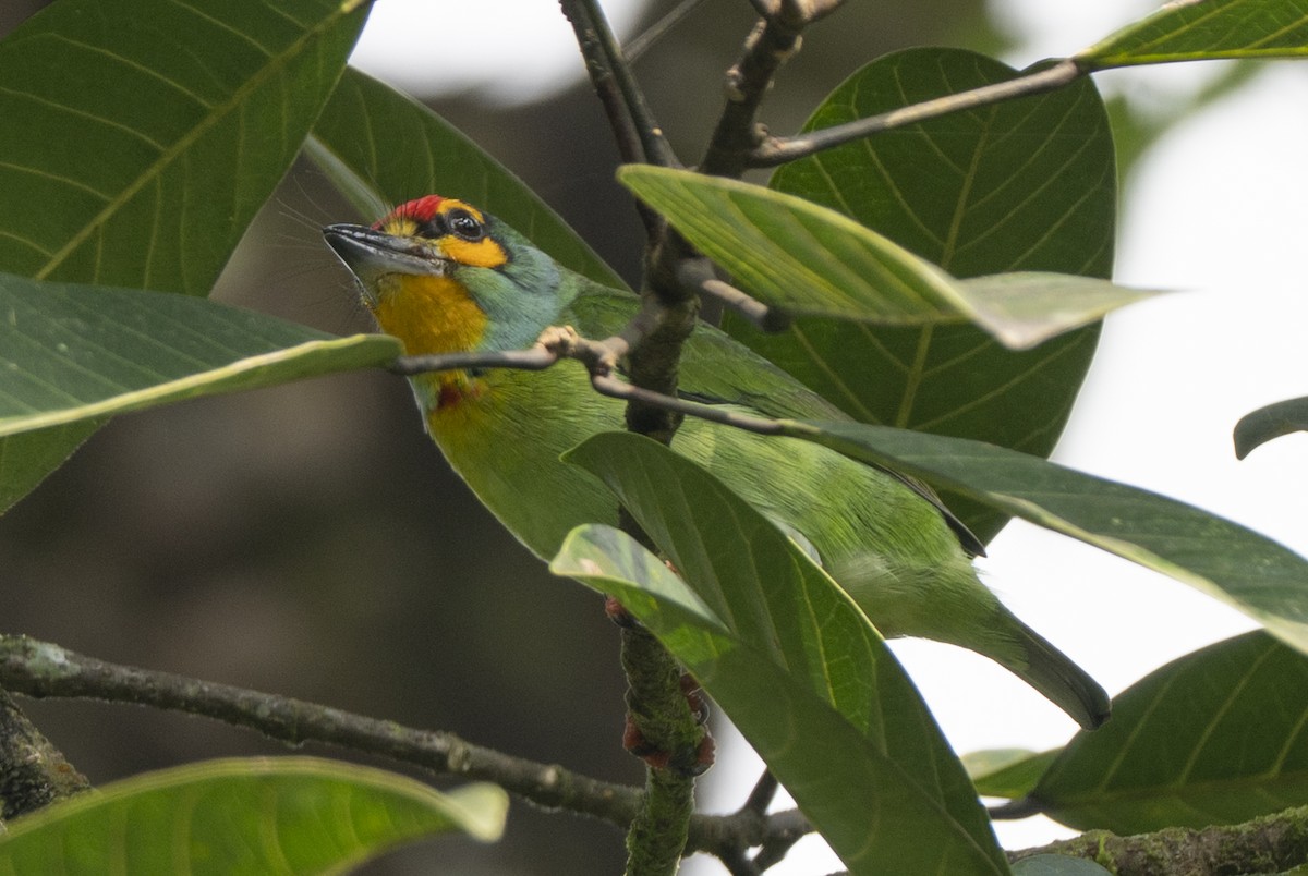 Crimson-fronted Barbet - ML645478207