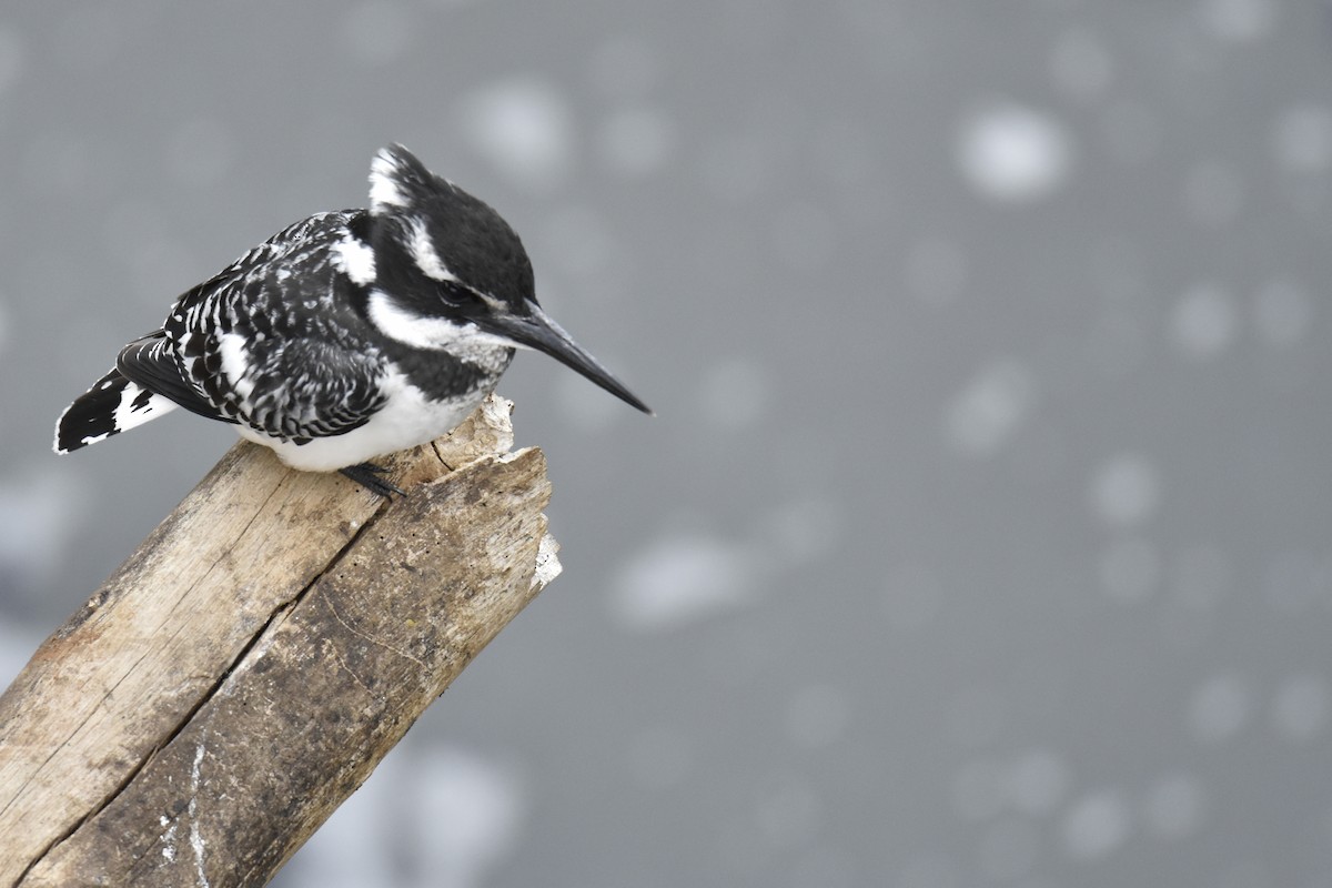 Pied Kingfisher - ML645478213