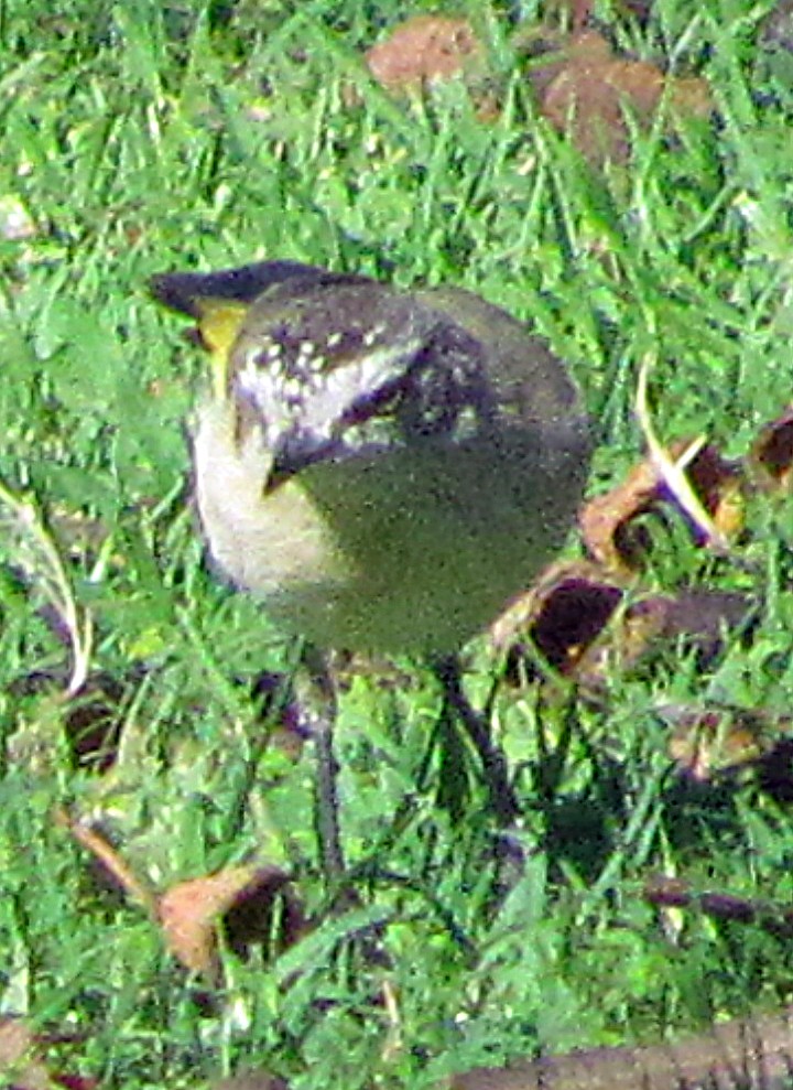 Yellow-rumped Thornbill - ML645478214