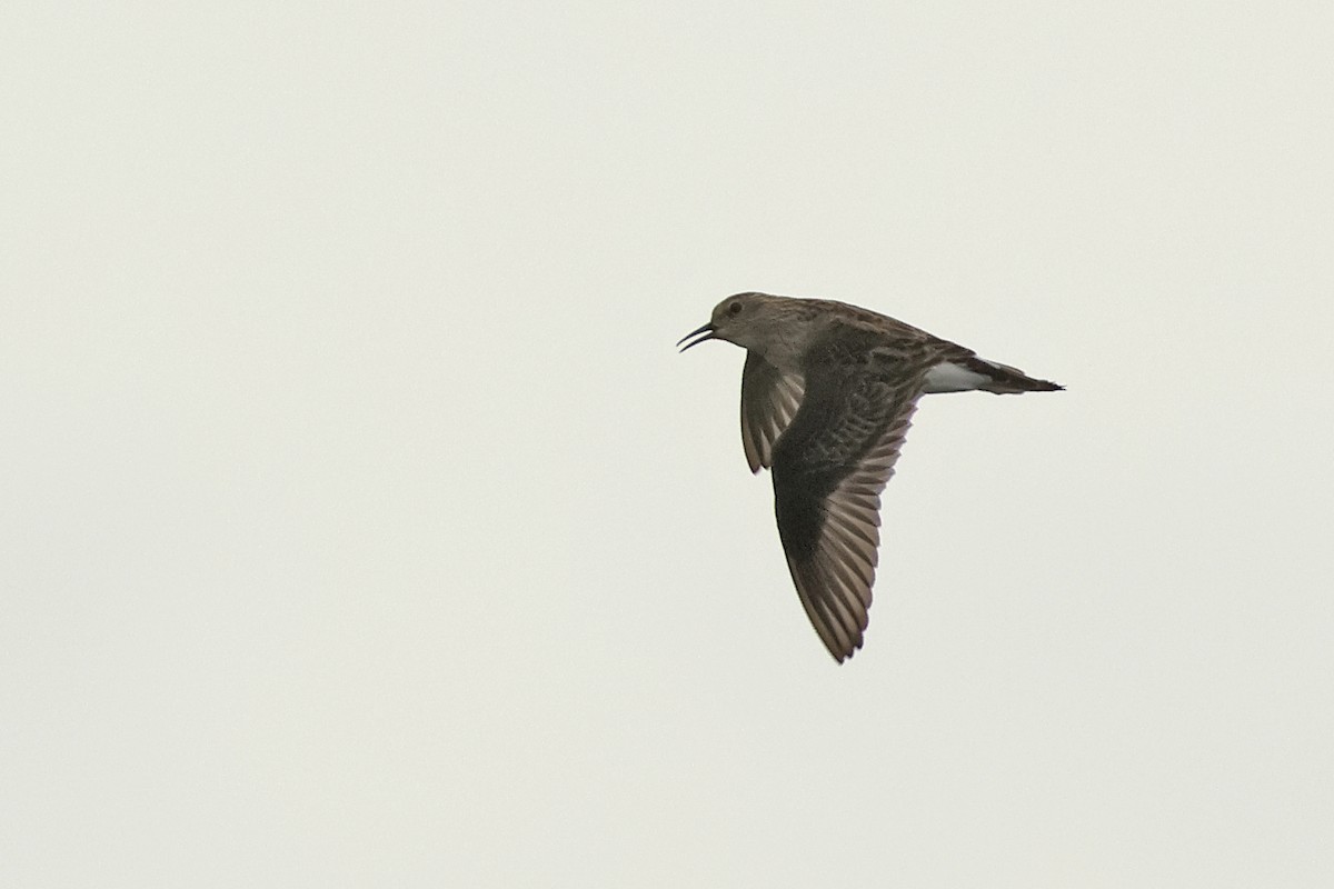 Long-toed Stint - ML645478215