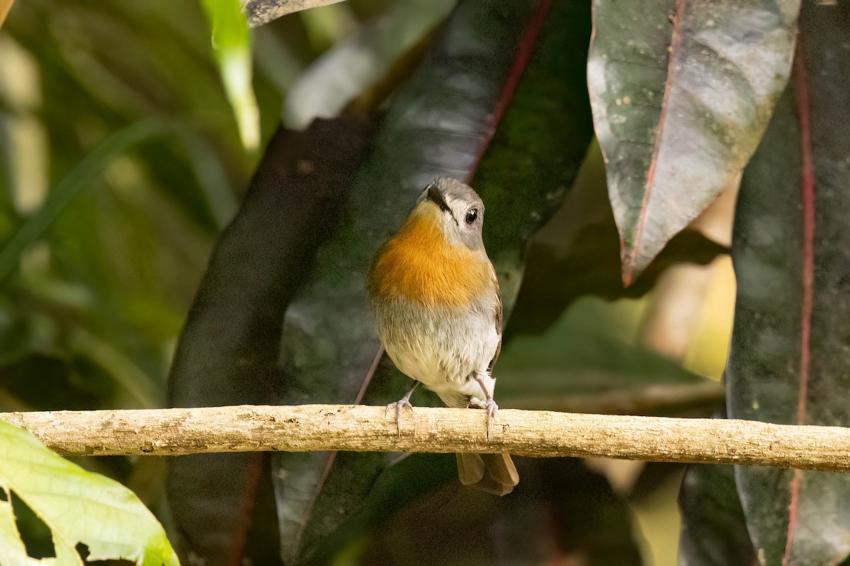 White-bellied Blue Flycatcher - ML645478217