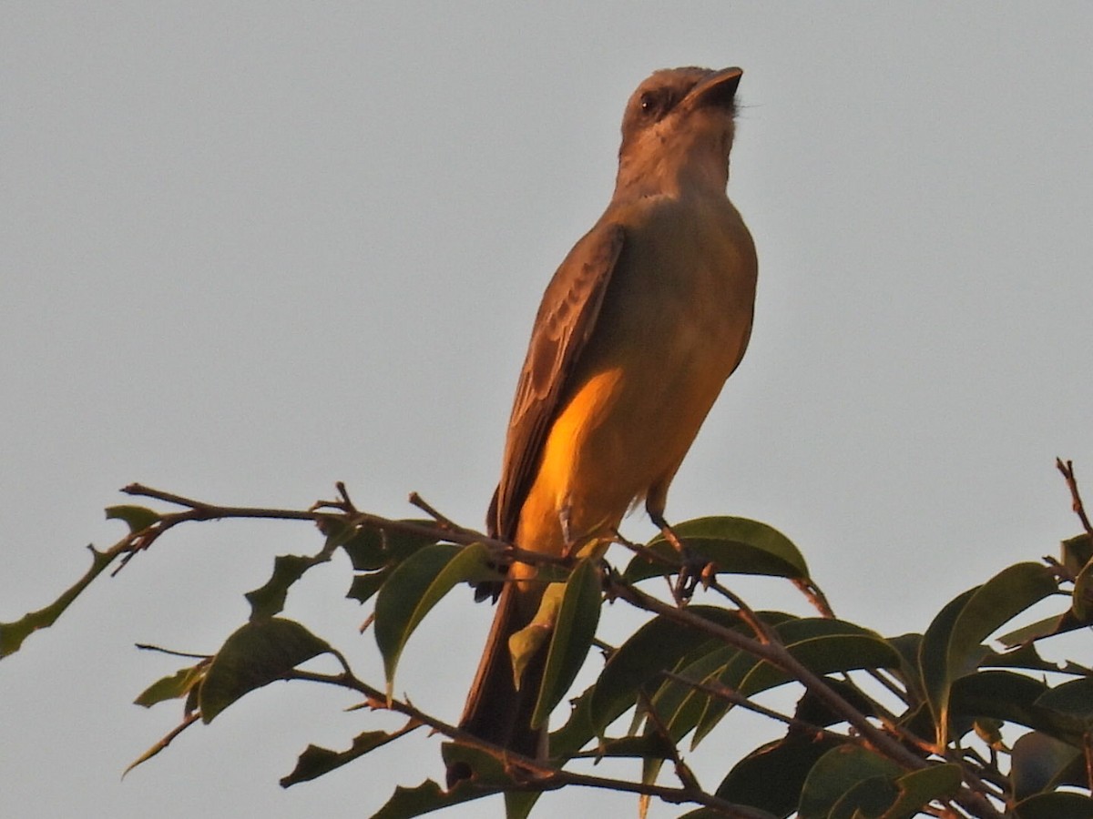 Tropical Kingbird - ML645478218