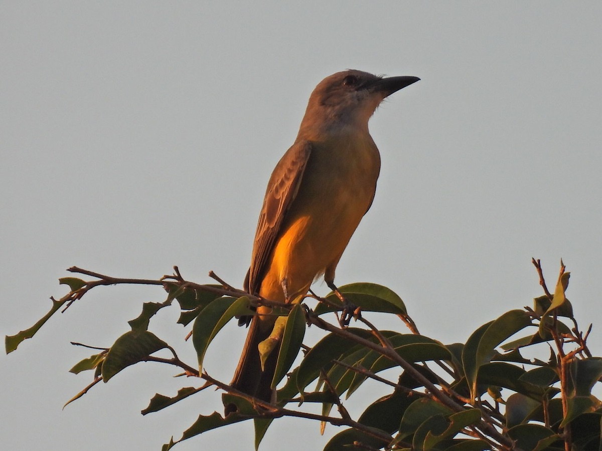 Tropical Kingbird - ML645478219
