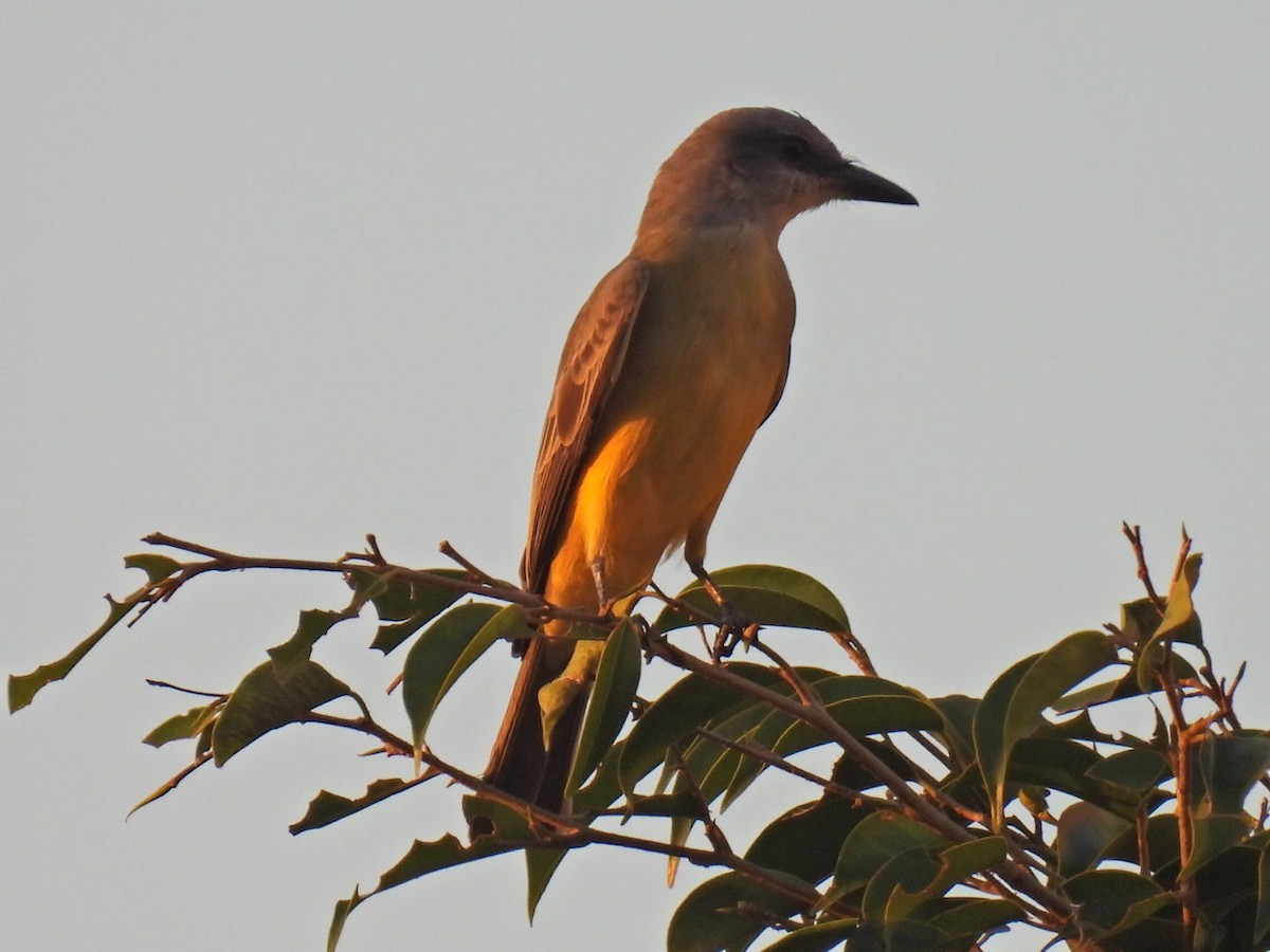 Tropical Kingbird - ML645478220