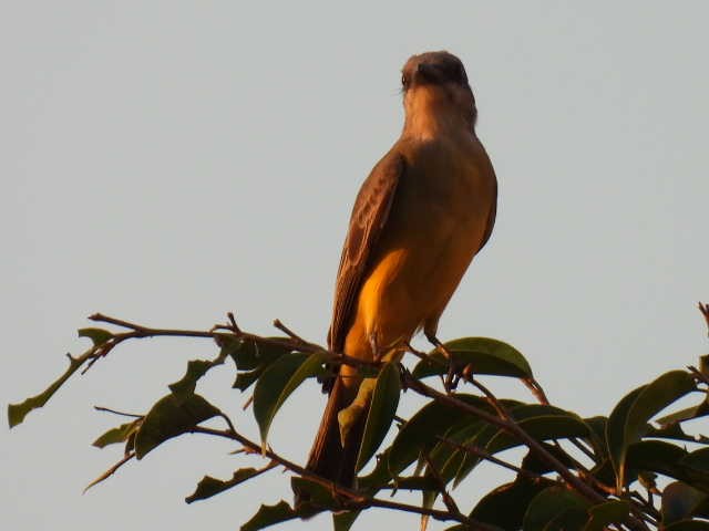 Tropical Kingbird - ML645478221