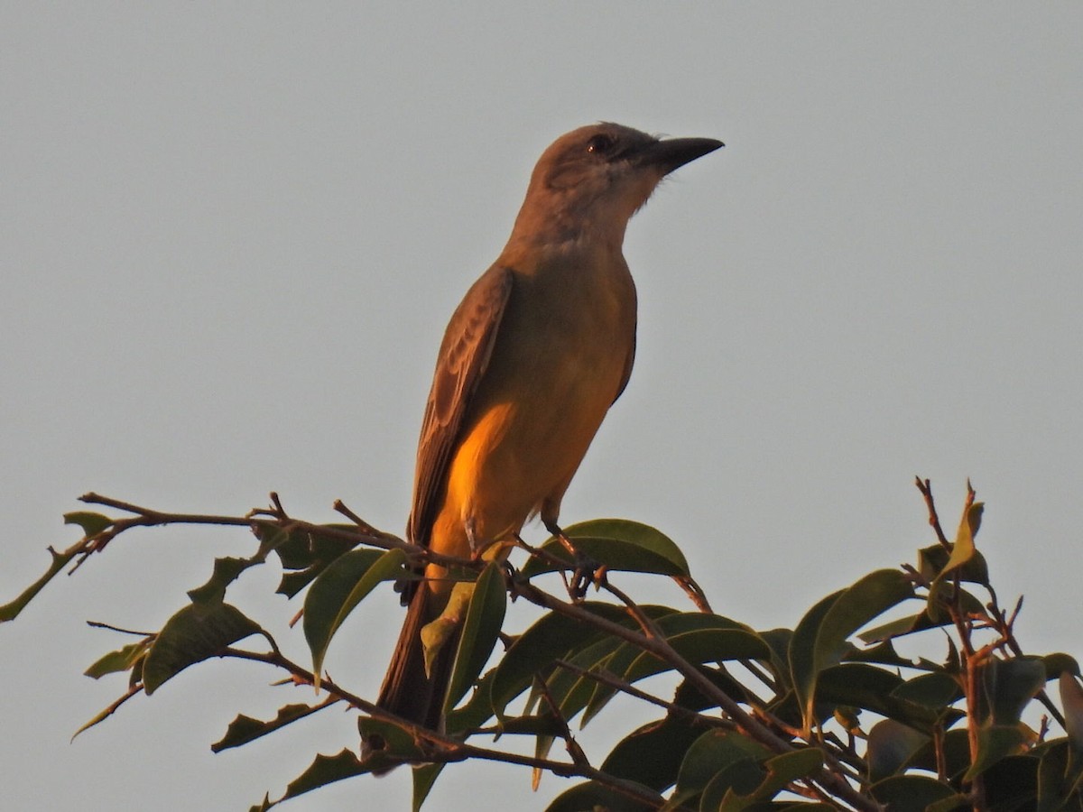 Tropical Kingbird - ML645478222