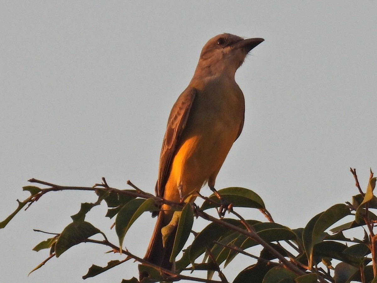 Tropical Kingbird - ML645478223