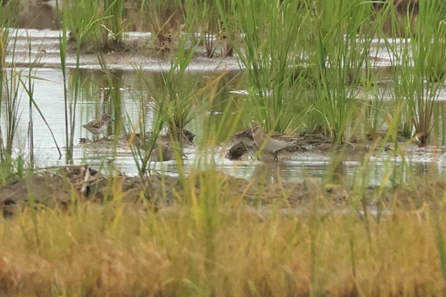 Sharp-tailed Sandpiper - ML645478224